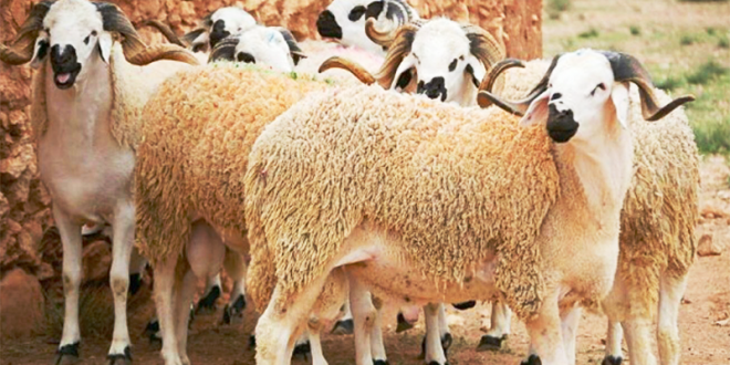 Moutons - photo : TunisieNumerique