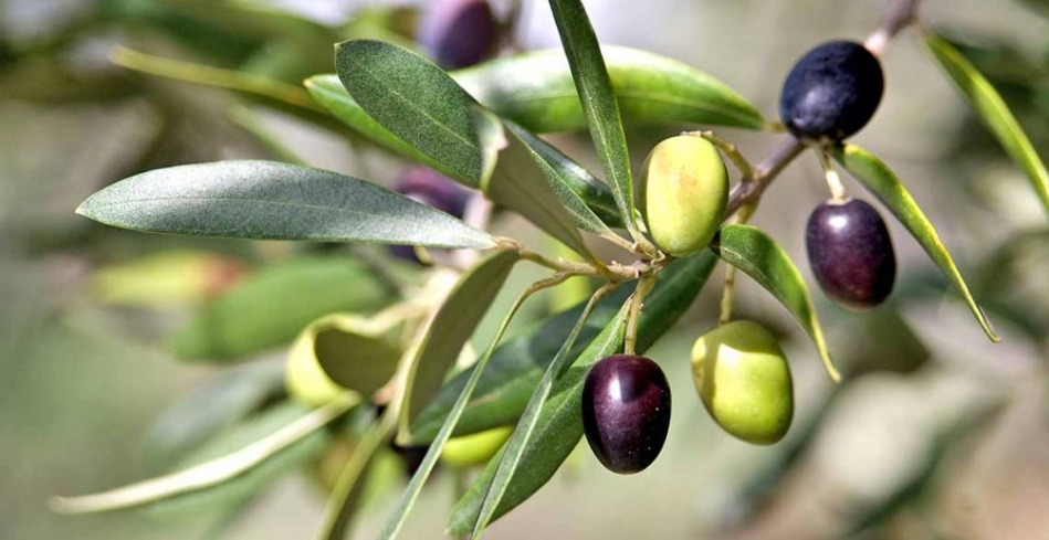 Gabès : Récolte record d&rsquo;olives estimée à 70 000 tonnes