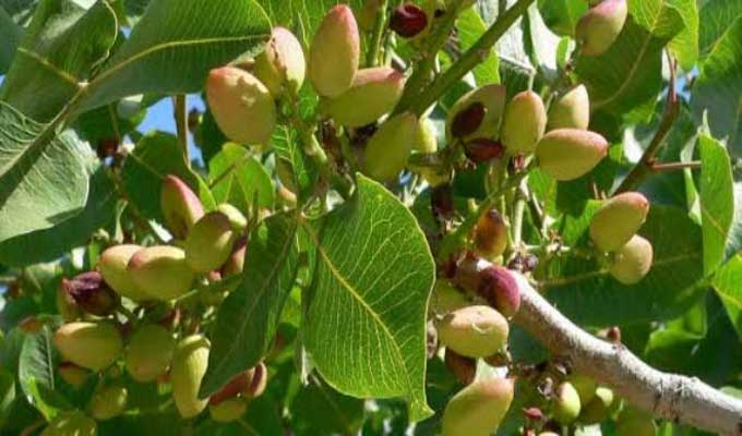 Gafsa 2025 : Récolte record de pistaches en Tunisie : 4 289 tonnes attendues cette saison agricole
