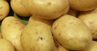Pommes de terre - ph : DR