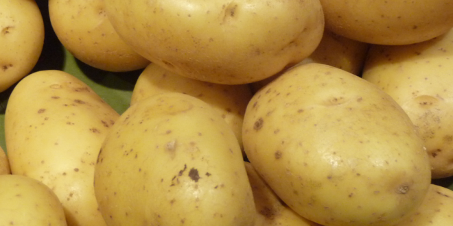 Pommes de terre - ph : DR