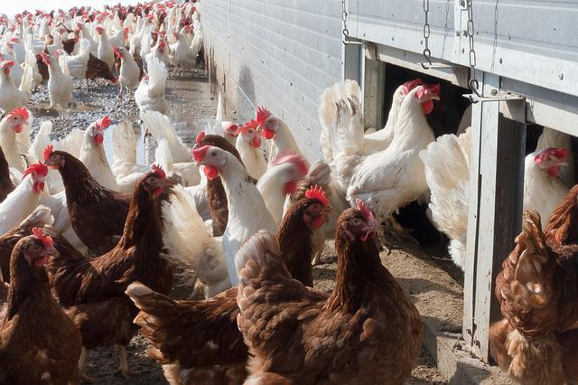 L&rsquo;aviculture est menacée en Tunisie ?