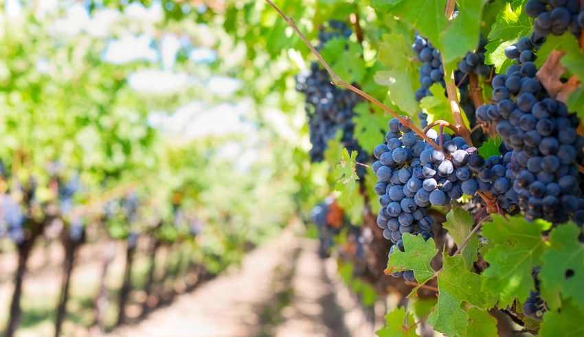 Nabeul : La récolte des raisins de cuve progresse à 85 %, entre résilience et défis climatiques
