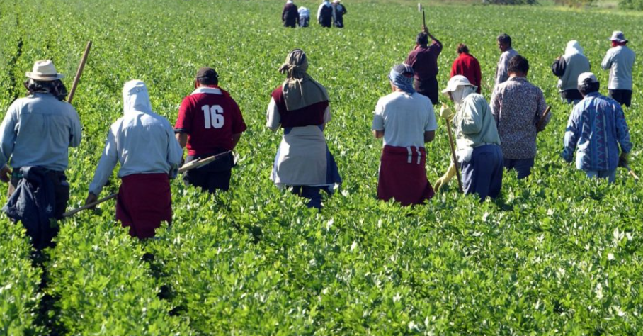 L&rsquo;agriculture italienne recrute de la main d&rsquo;oeuvre du Maghreb