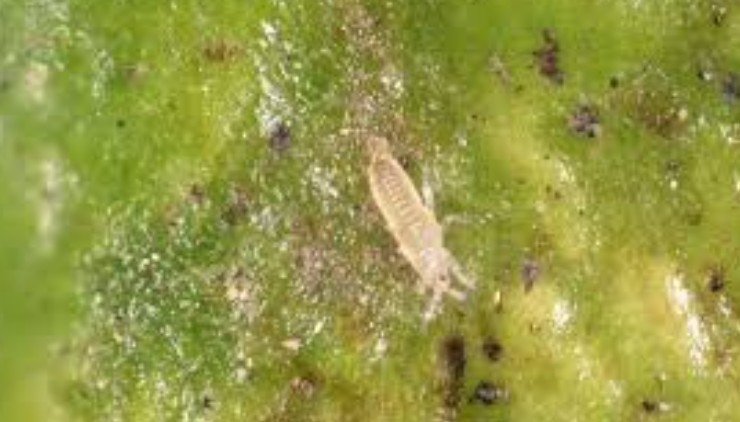 Poivrons : Les recommandations pour limiter la prolifération du Thrips Parvispinus