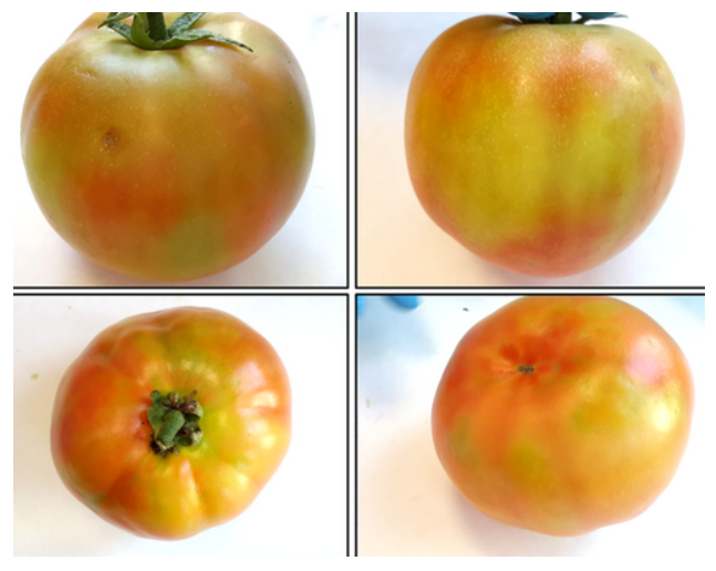 ToFBV : La Tunisie concernée par le signalement de ce nouveau virus de la tomate
