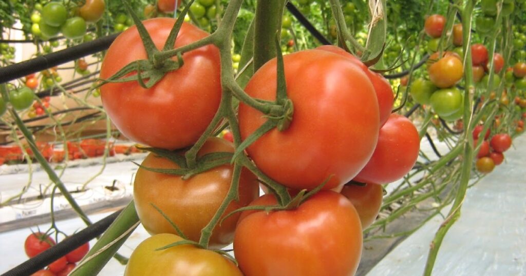 Baisse de la production de tomates saisonnières pour les agriculteurs du Cap Bon