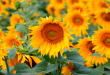 Tournesol