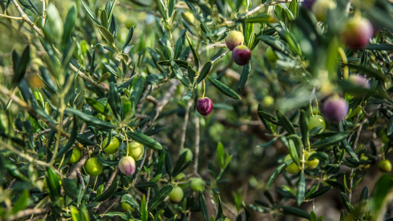 Récolte des olives : quand cueillir la Chemlali et la Chétoui ? Ce que disent le COI et la recherche tunisienne