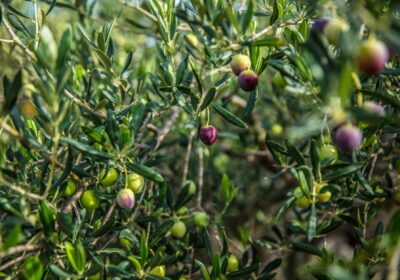 Vibrant olive tree branches with ripening olives captured in natural sunlight.