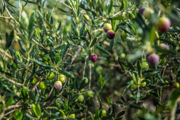 Récolte des olives : quand cueillir la Chemlali et la Chétoui ? Ce que disent le COI et la recherche tunisienne